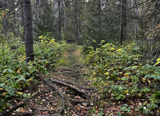 Sentiers du lac Rouyn. Photo: automne